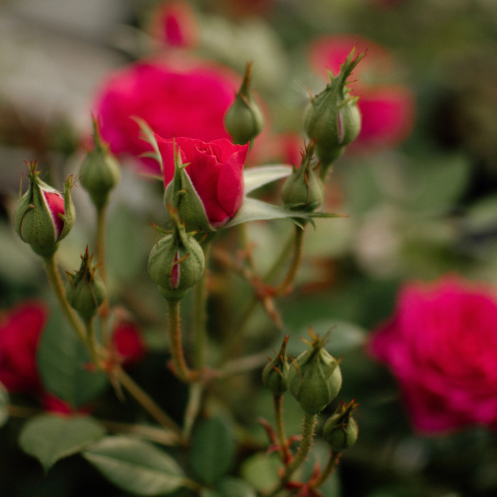 FUCHSIA TERRAZZA® FUCHSIA TERRAZZA®